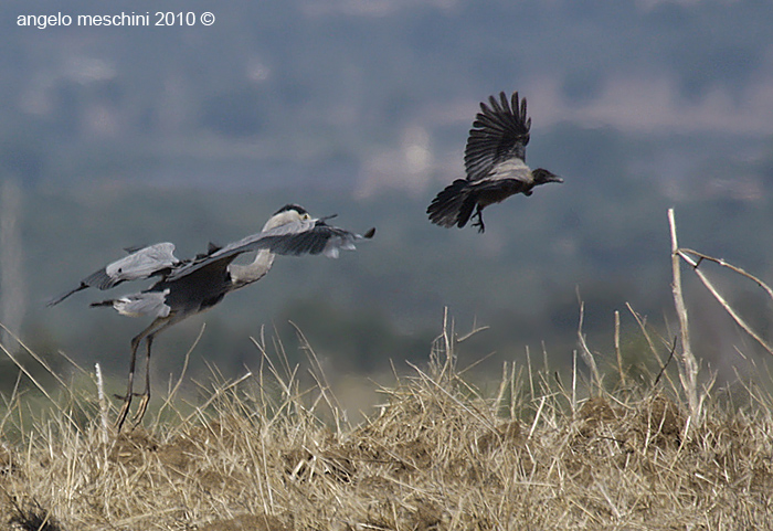 Airone cenerino e Cornacchia grigia